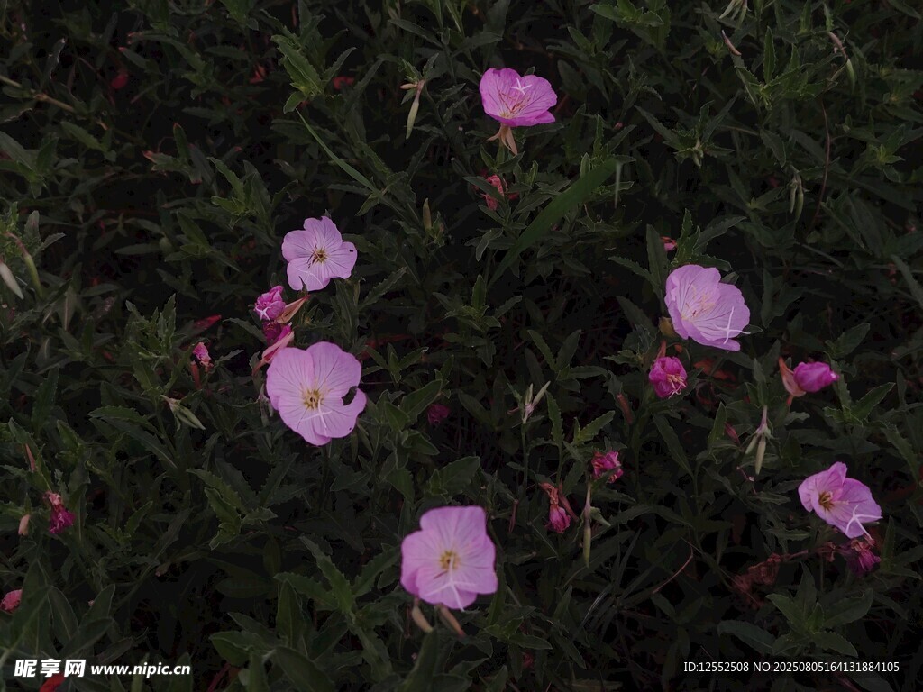 粉色小花綻放于綠葉間