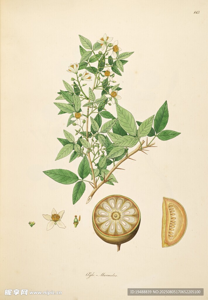 植物標(biāo)本插畫