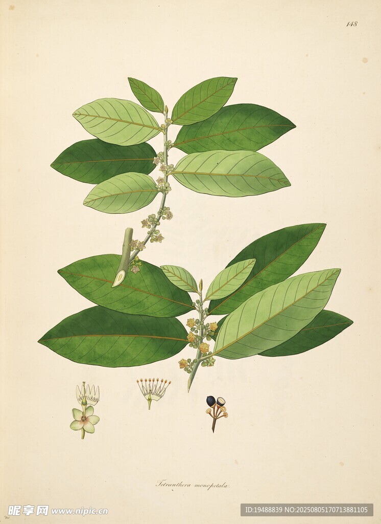 復(fù)古風(fēng)格植物插畫圖