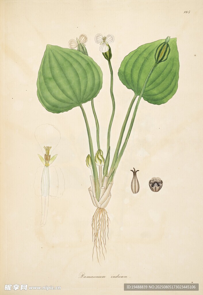 復(fù)古風(fēng)海芋植物插畫
