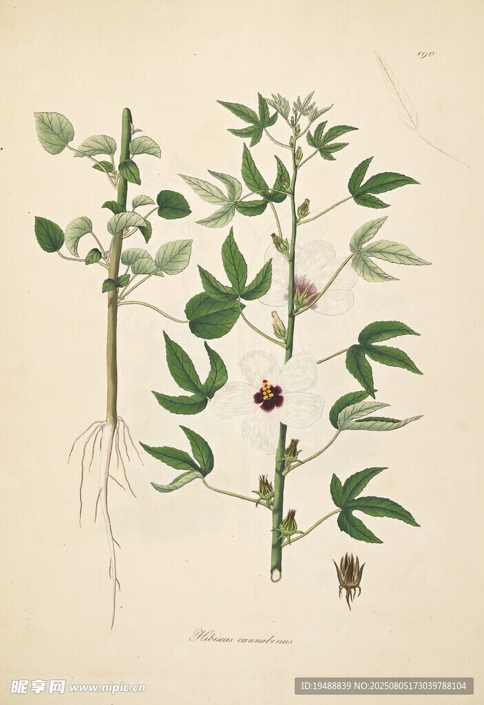 手繪植物圖 展示植株細(xì)節(jié)