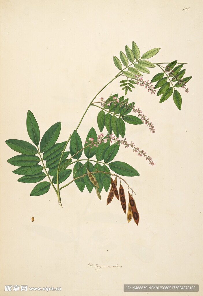 植物枝葉標(biāo)本圖