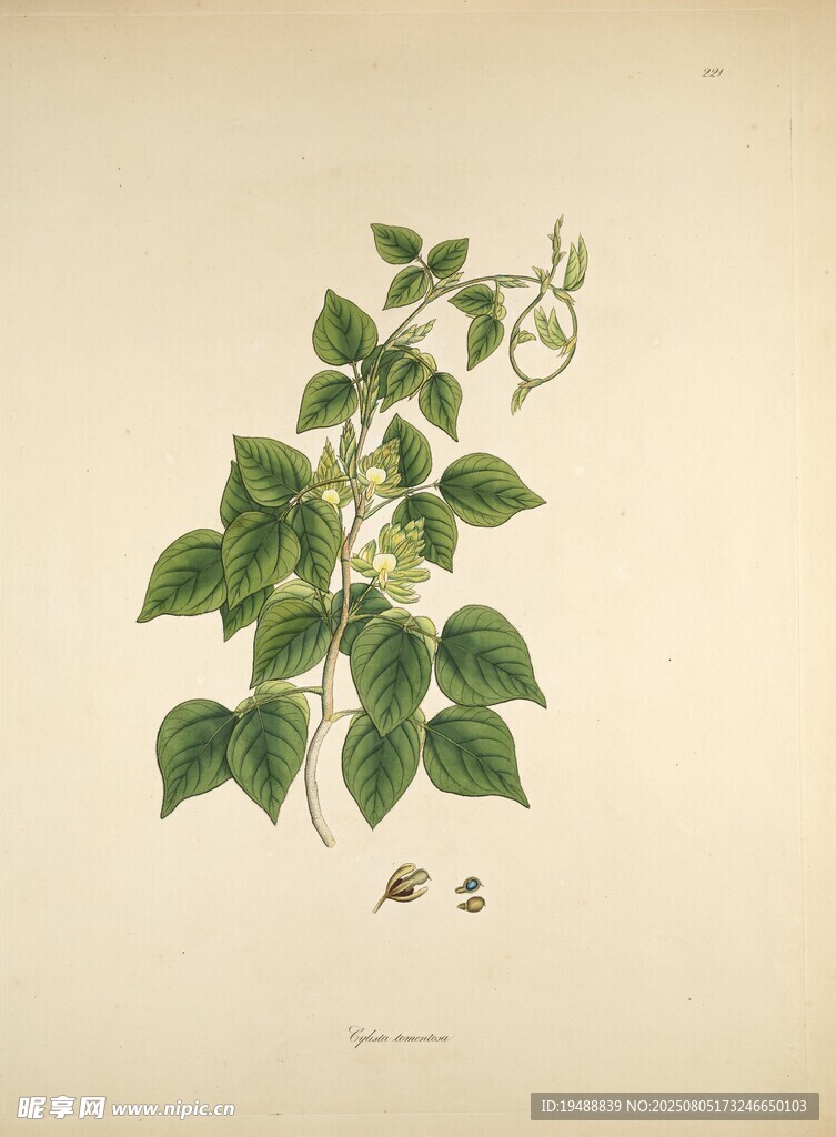 手繪藤蔓植物圖