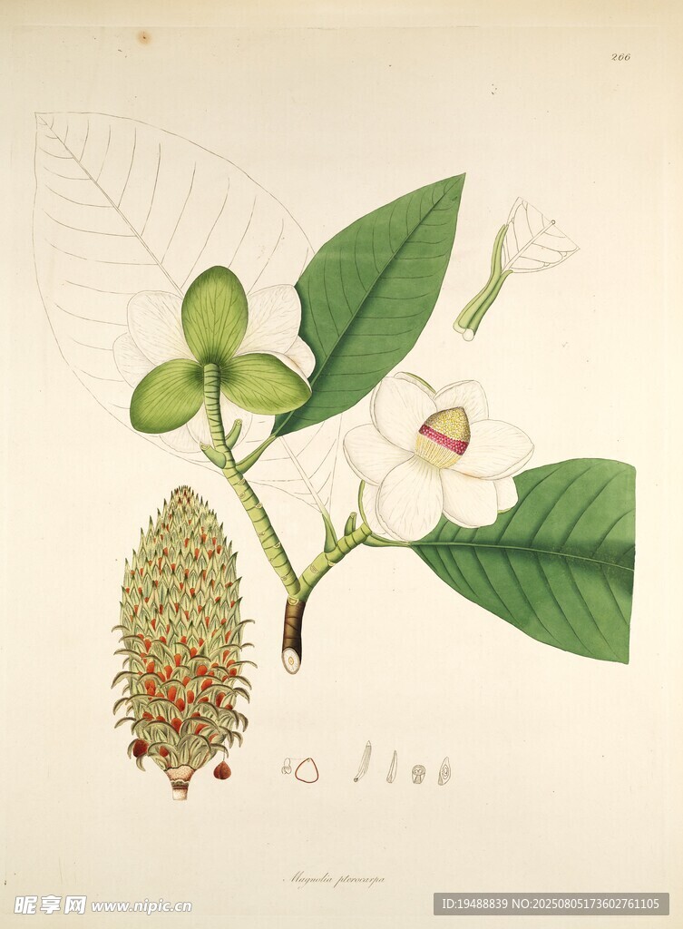 植物標本插畫