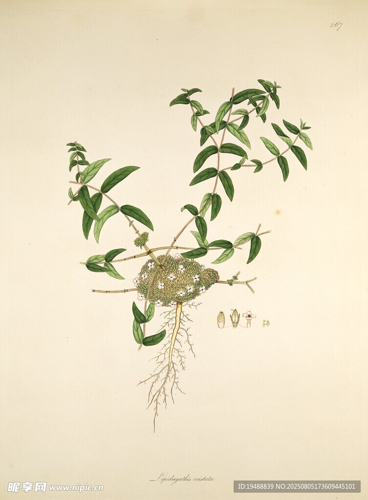 古代植物圖譜中的草藥