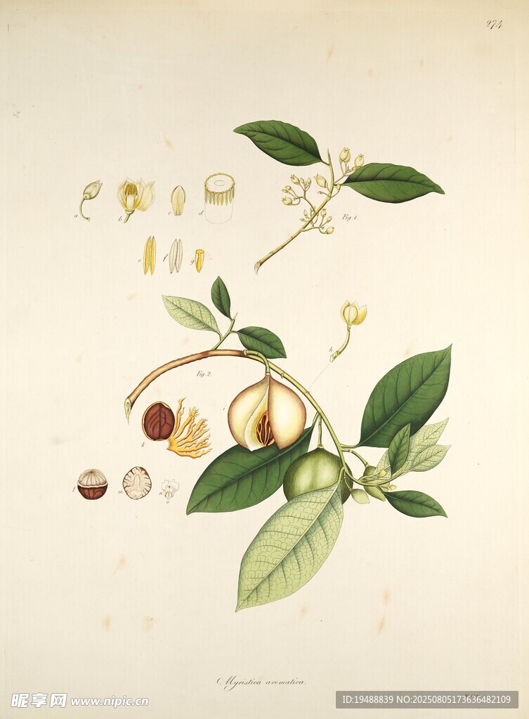 植物標(biāo)本插畫