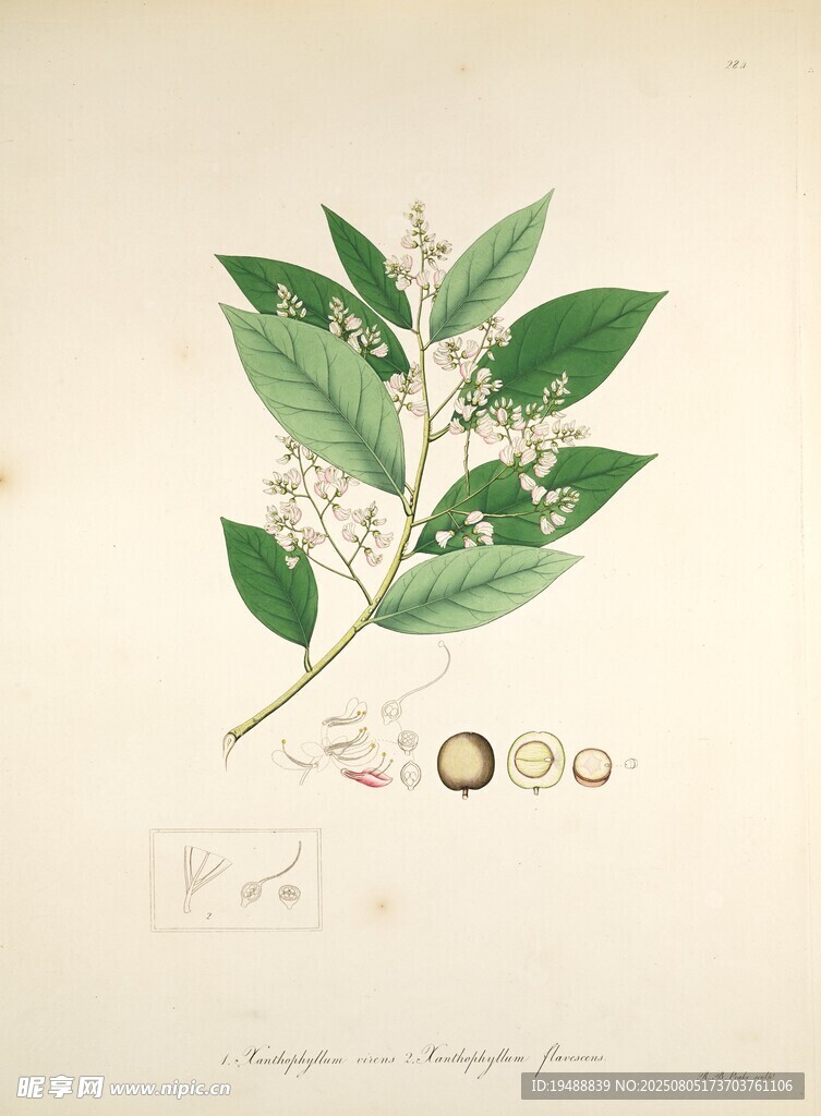 復(fù)古風(fēng)植物標(biāo)本插畫