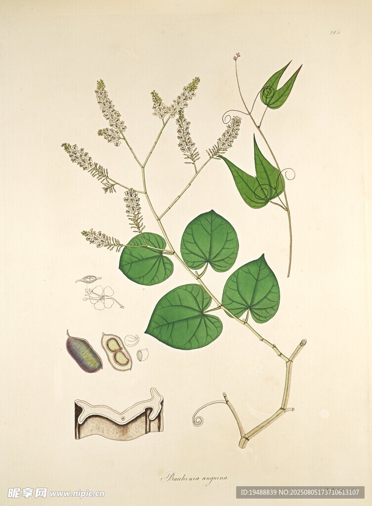 植物標(biāo)本插畫