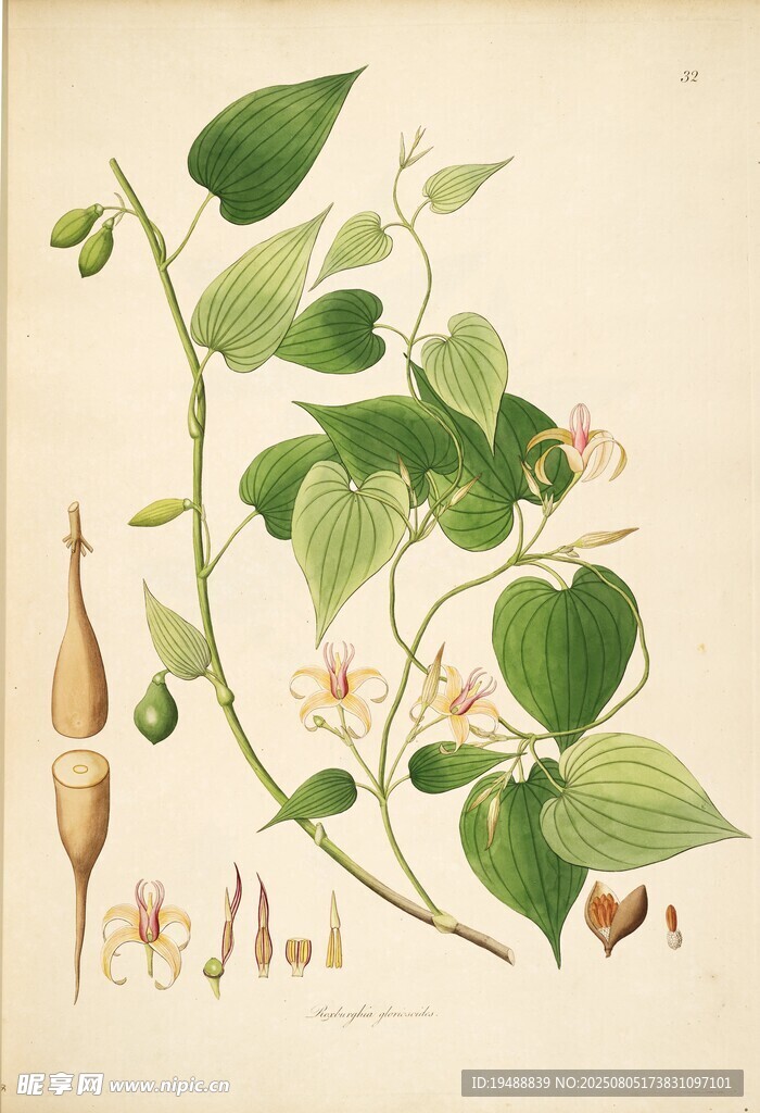 植物圖譜插畫 細節(jié)豐富
