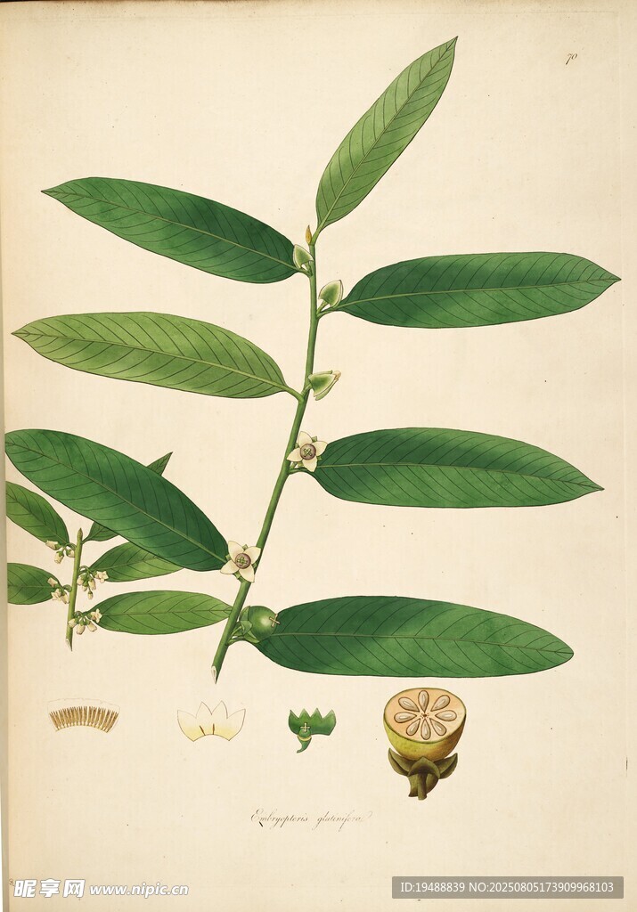 植物標(biāo)本圖  葉片與果實(shí)展示