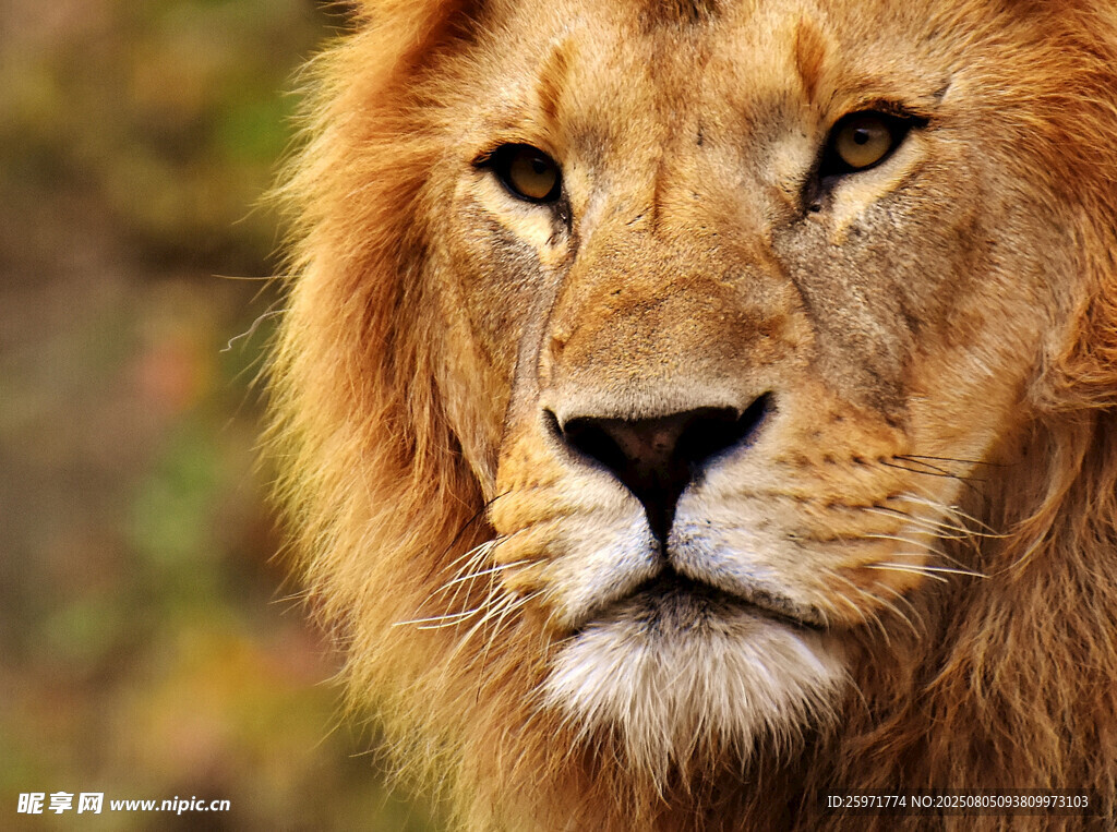 雄獅特寫