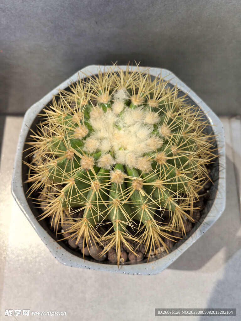 俯拍仙人球盆栽特寫(xiě)