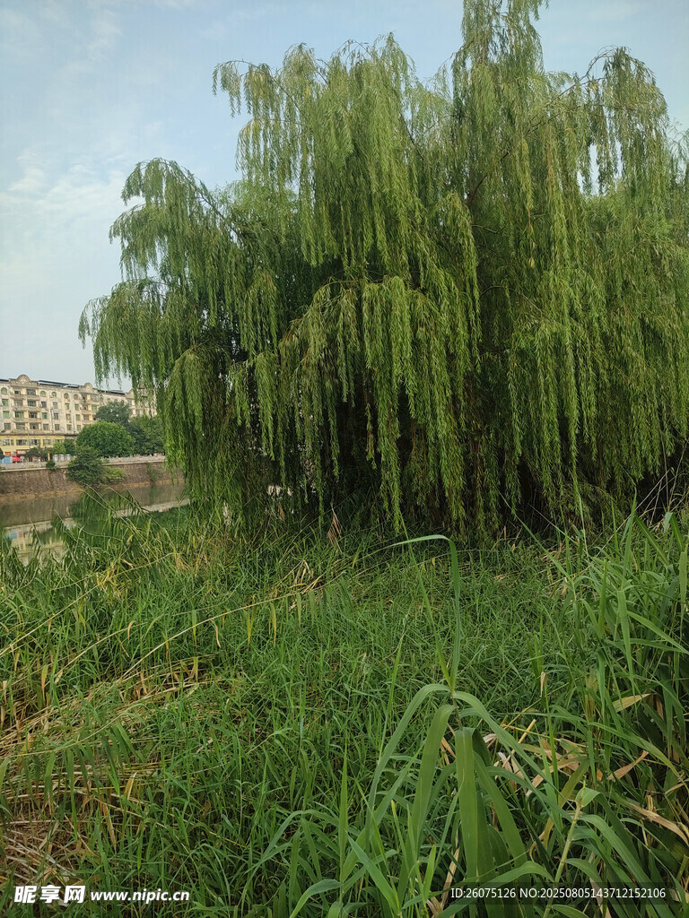 垂柳搖曳于蔥郁草地間