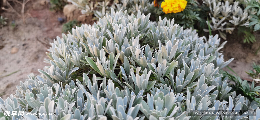 銀葉植物與遠處黃色小花