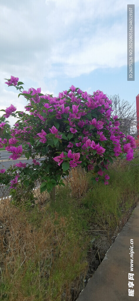 路邊綻放的艷麗紫花