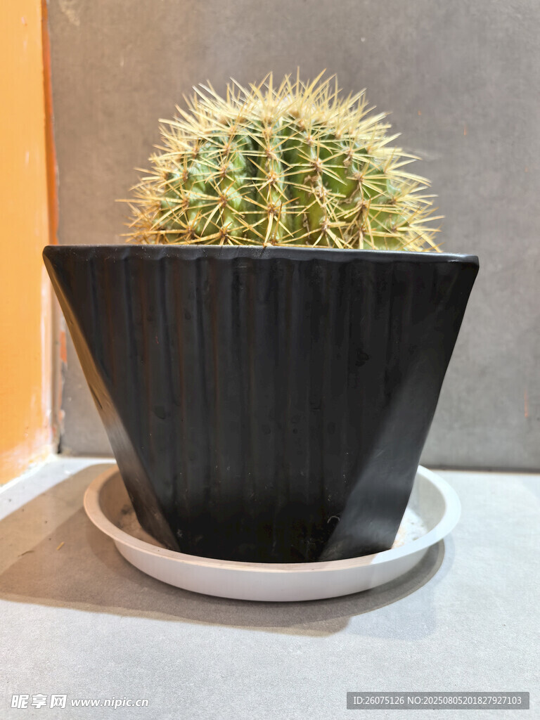 黑色花盆中的翠綠仙人球