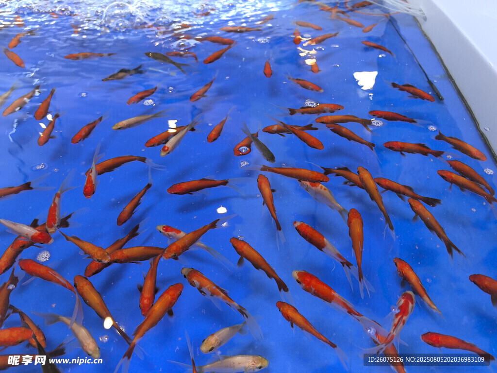 藍色池中游動的成群紅魚