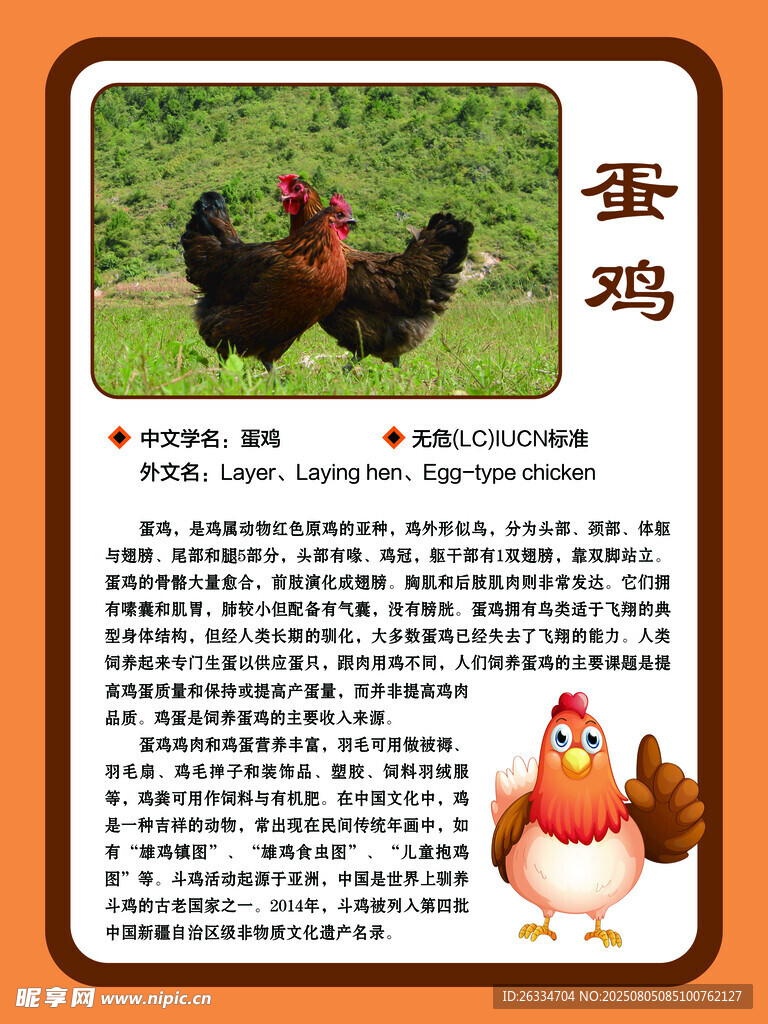 蛋雞簡介