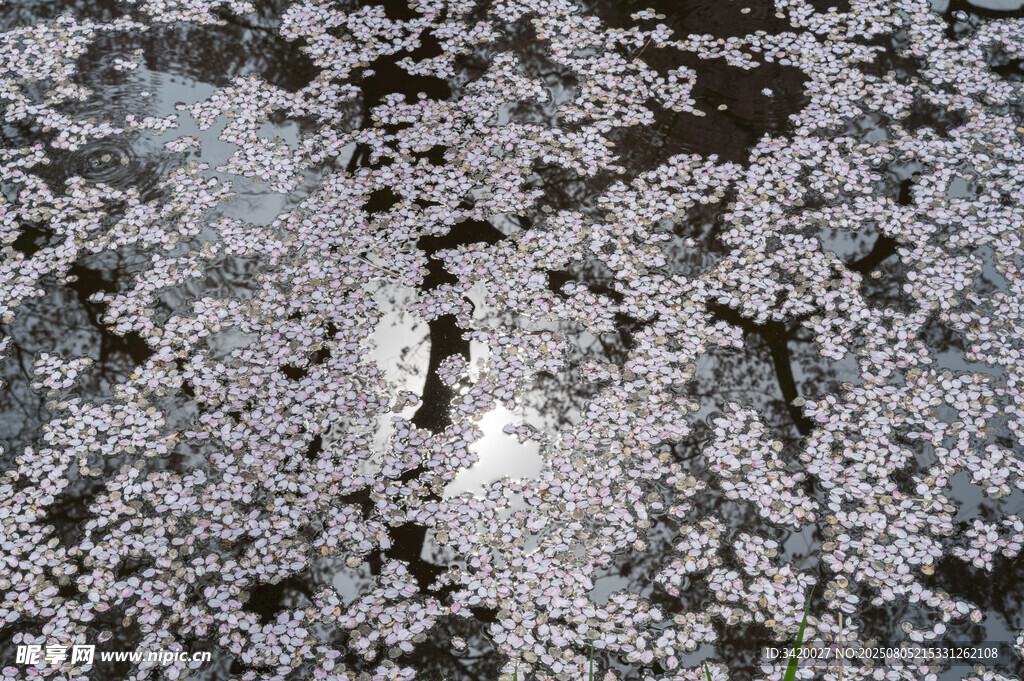 落花