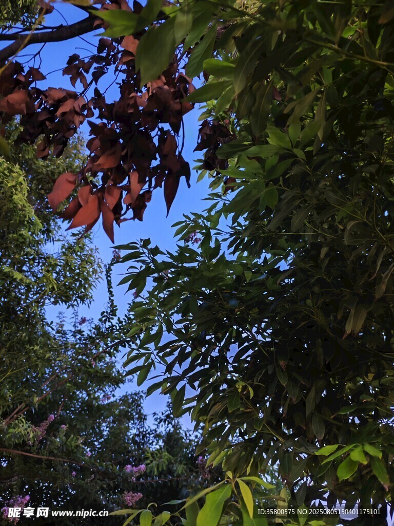 林間綠意