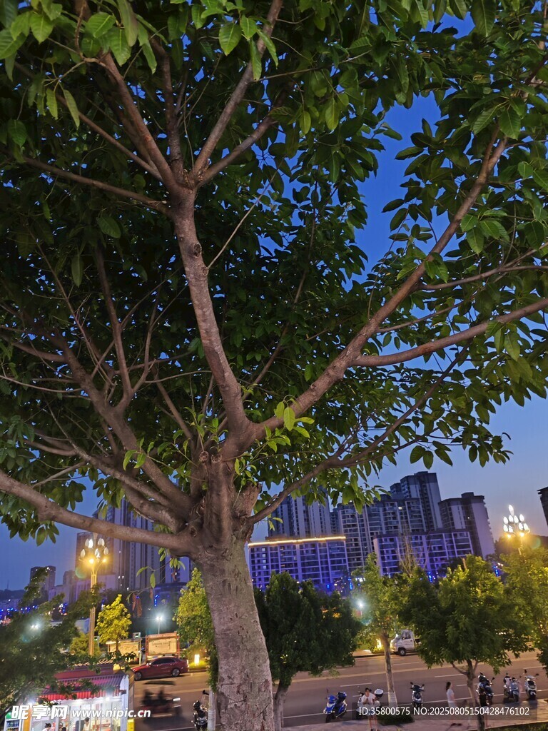 城市夜色下的繁茂樹木