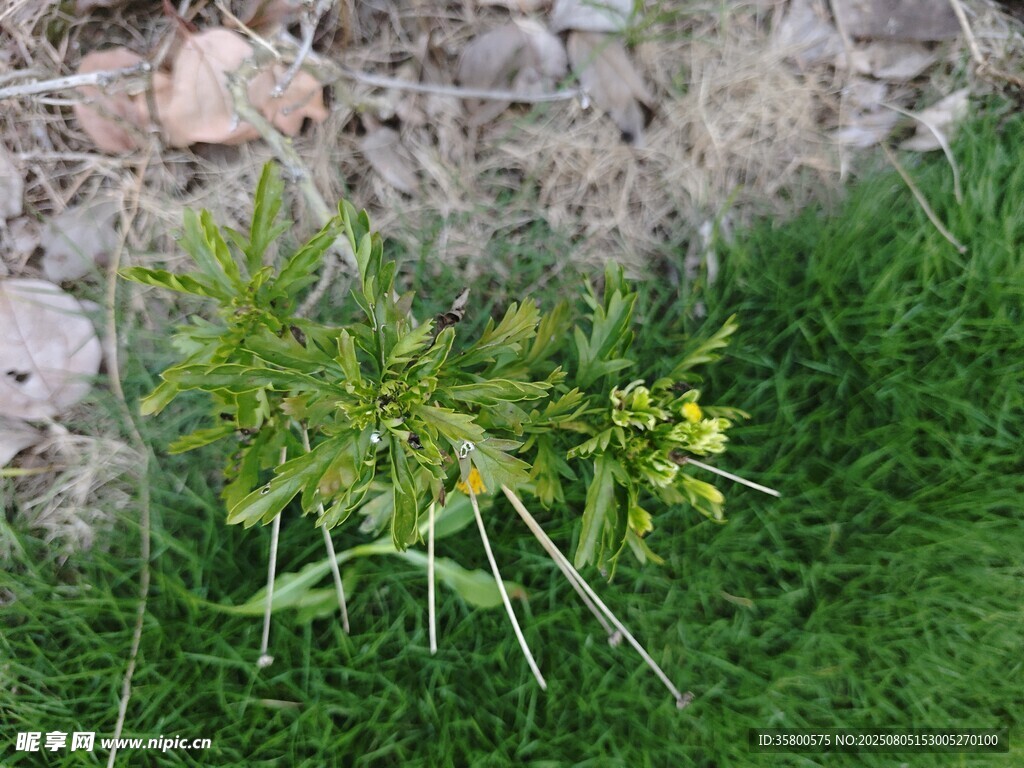 石墻邊的嫩綠植物