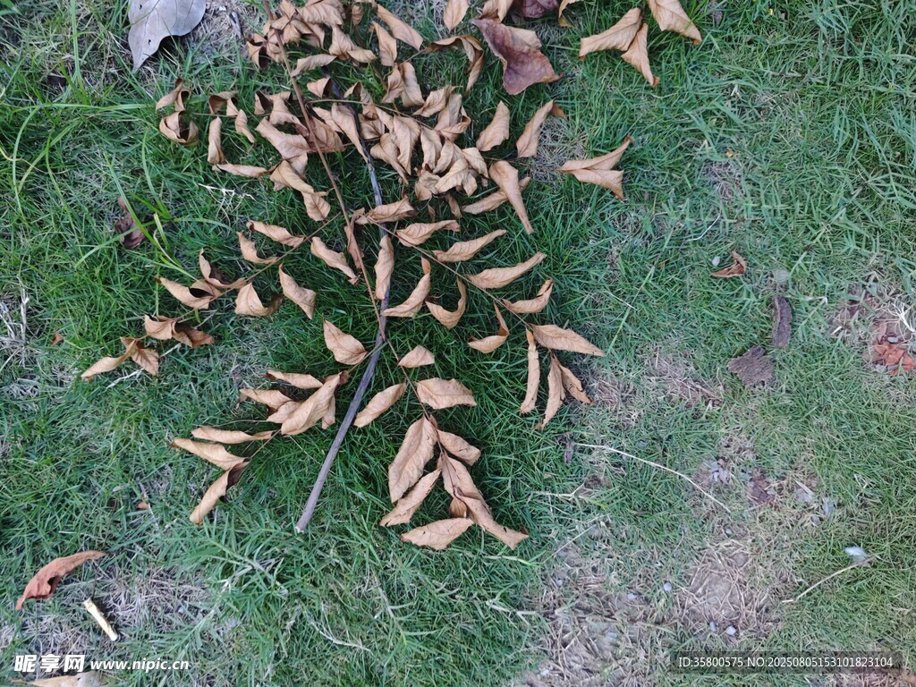 草地上的枯葉