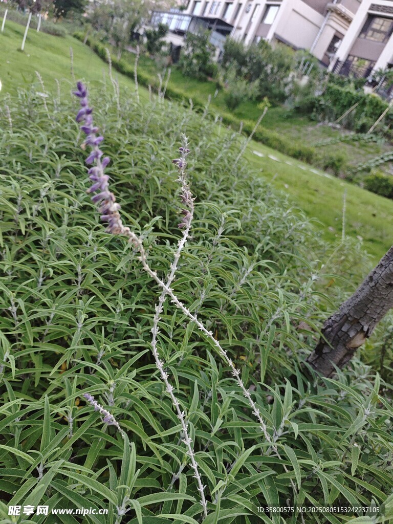 草叢中的紫色小花