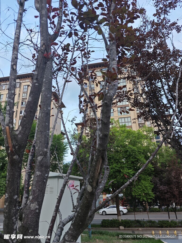 城市中樹(shù)木掩映的居民樓