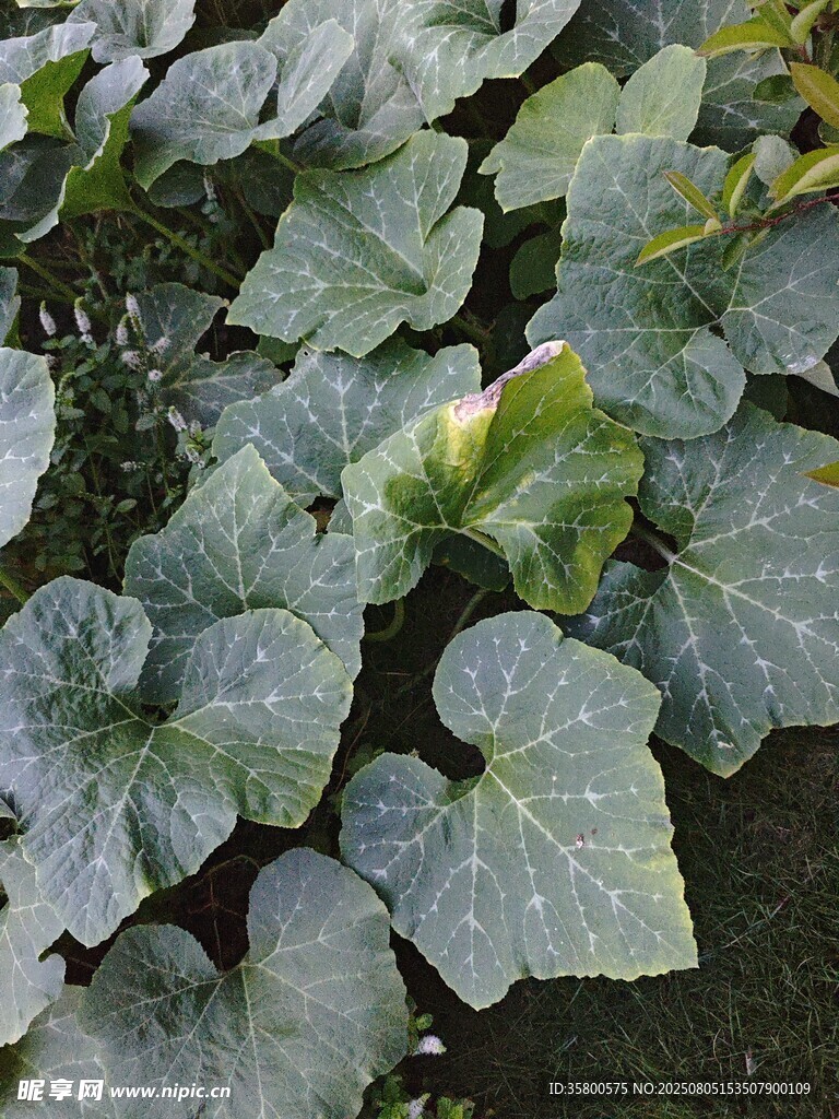 綠葉蔥蘢的瓜類植物葉片