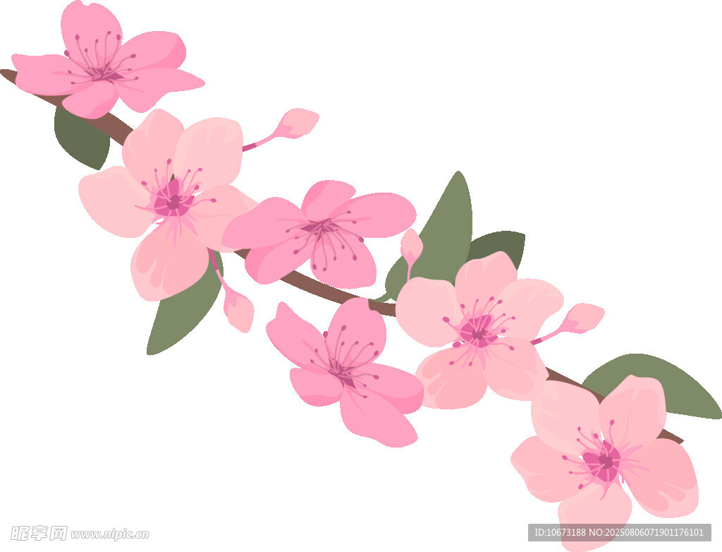 粉色櫻花枝條插畫(huà)