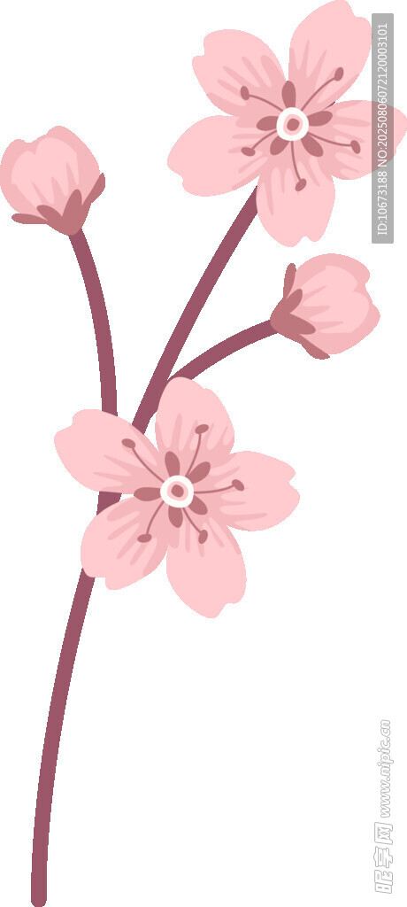 粉色櫻花花枝插畫