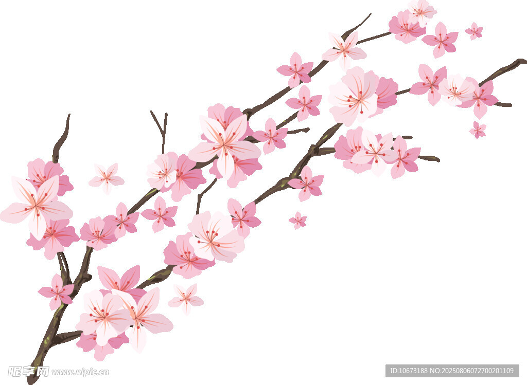粉色櫻花枝