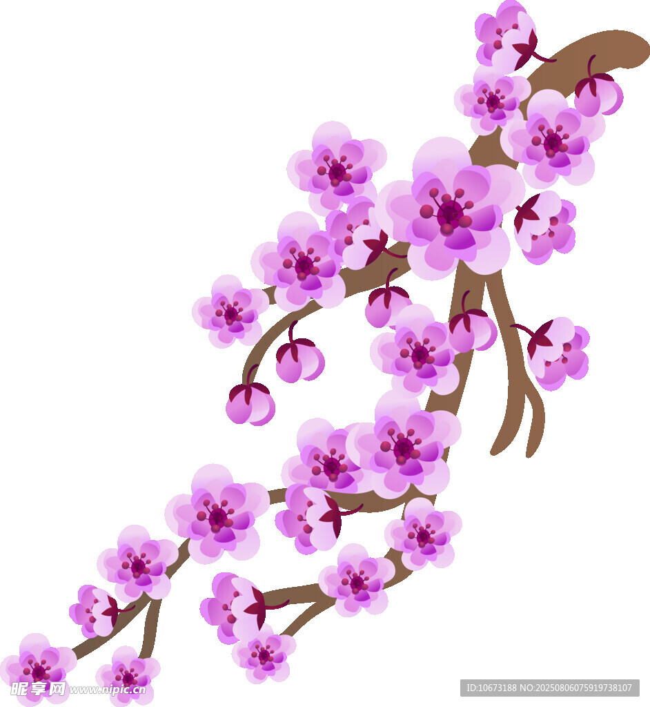 綻放的紫梅枝