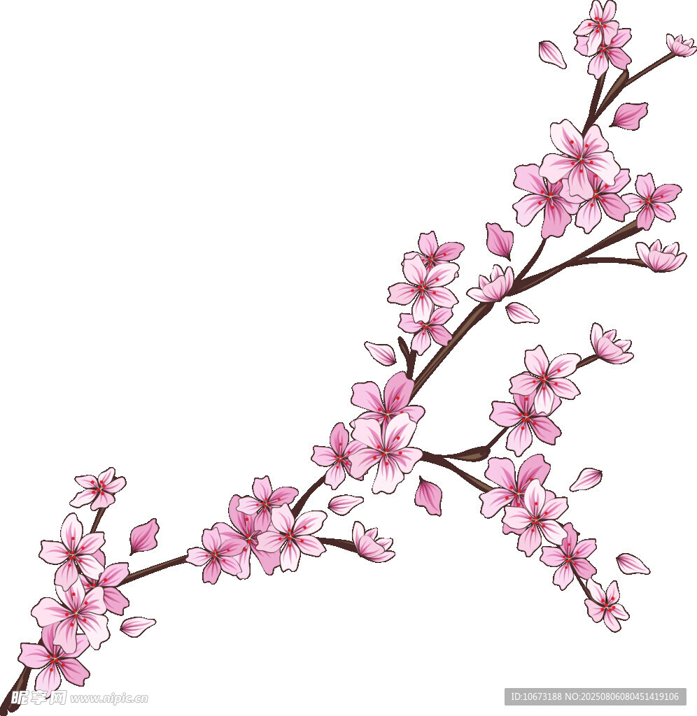 粉色櫻花枝