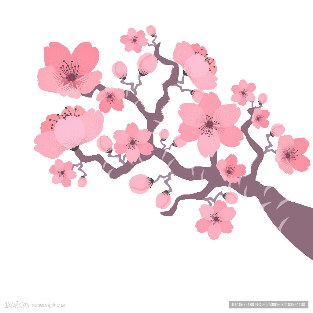 粉色櫻花樹枝插畫