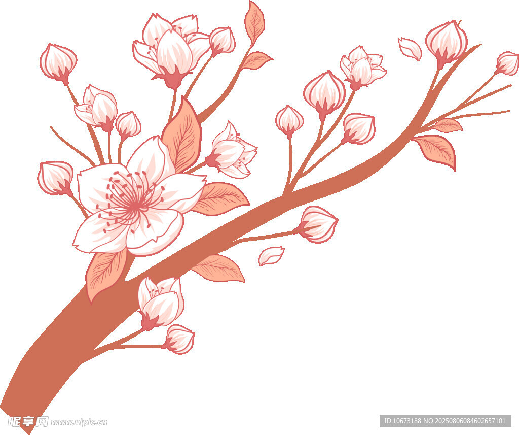粉色櫻花枝插畫(huà)