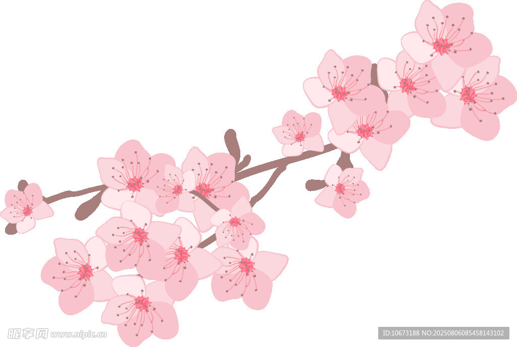 粉色櫻花枝