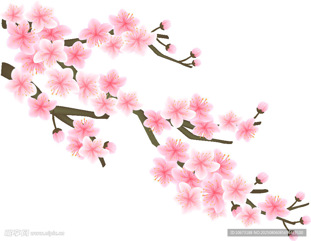 粉色櫻花枝