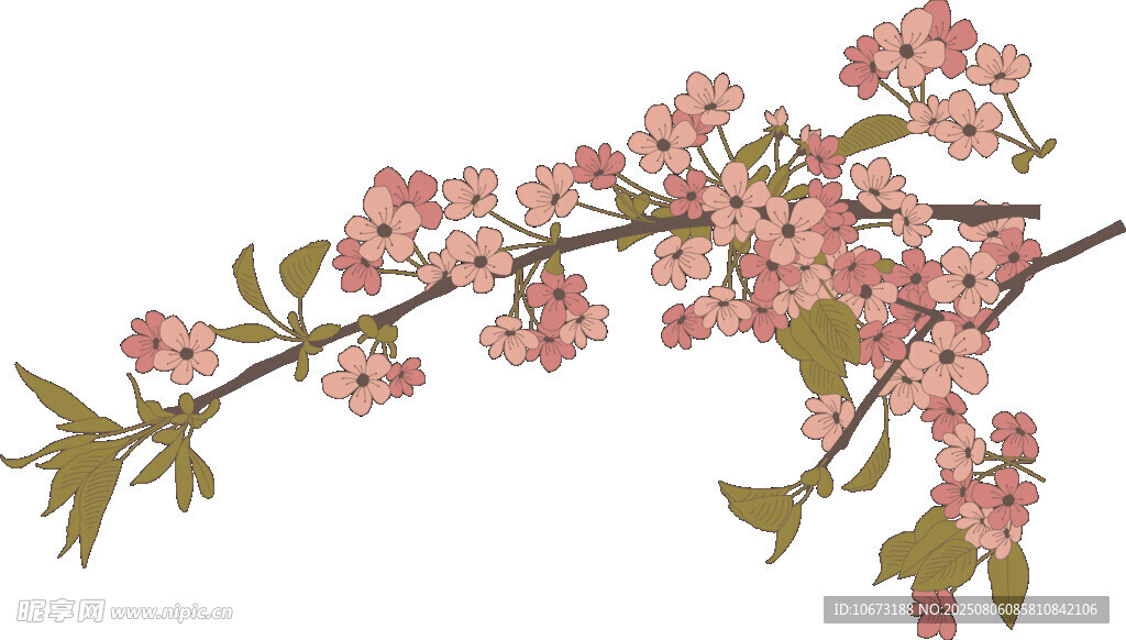 粉色櫻花枝特寫(xiě)