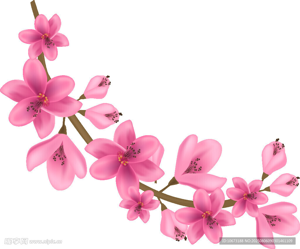 粉色櫻花花枝