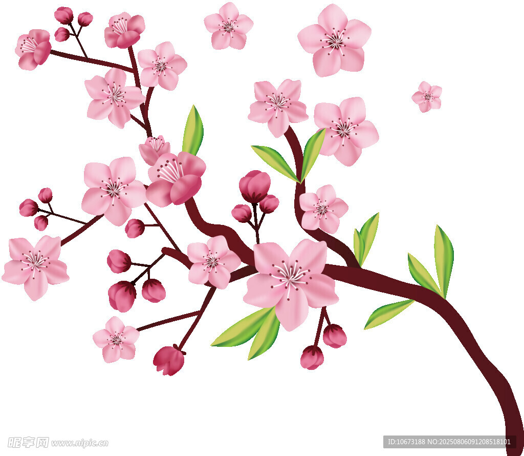 粉色櫻花枝插畫