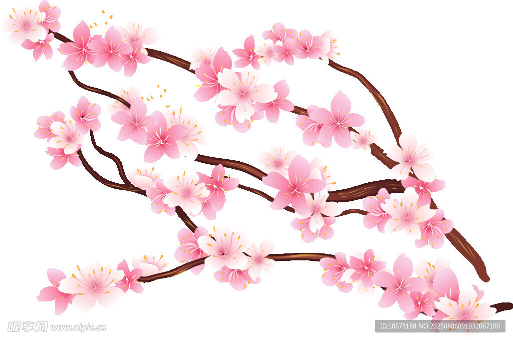 粉色爛漫櫻花枝