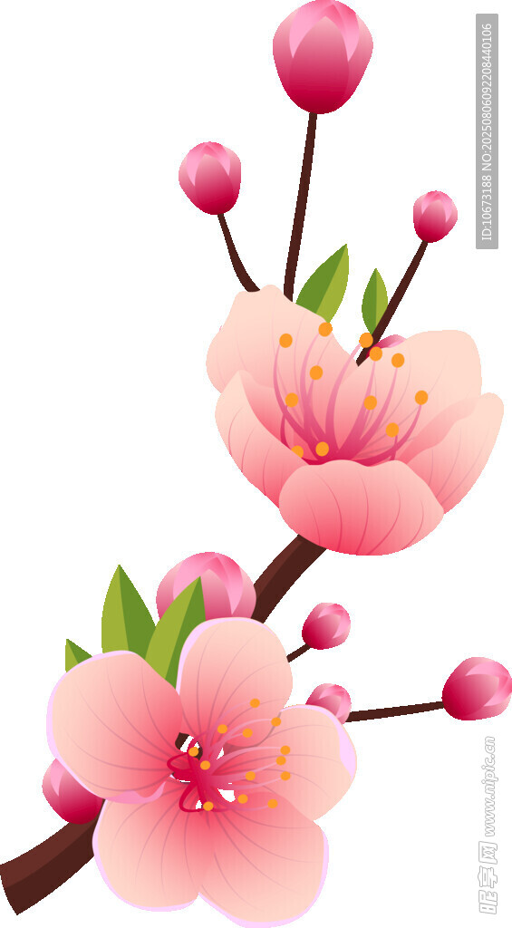綻放的粉色桃花枝