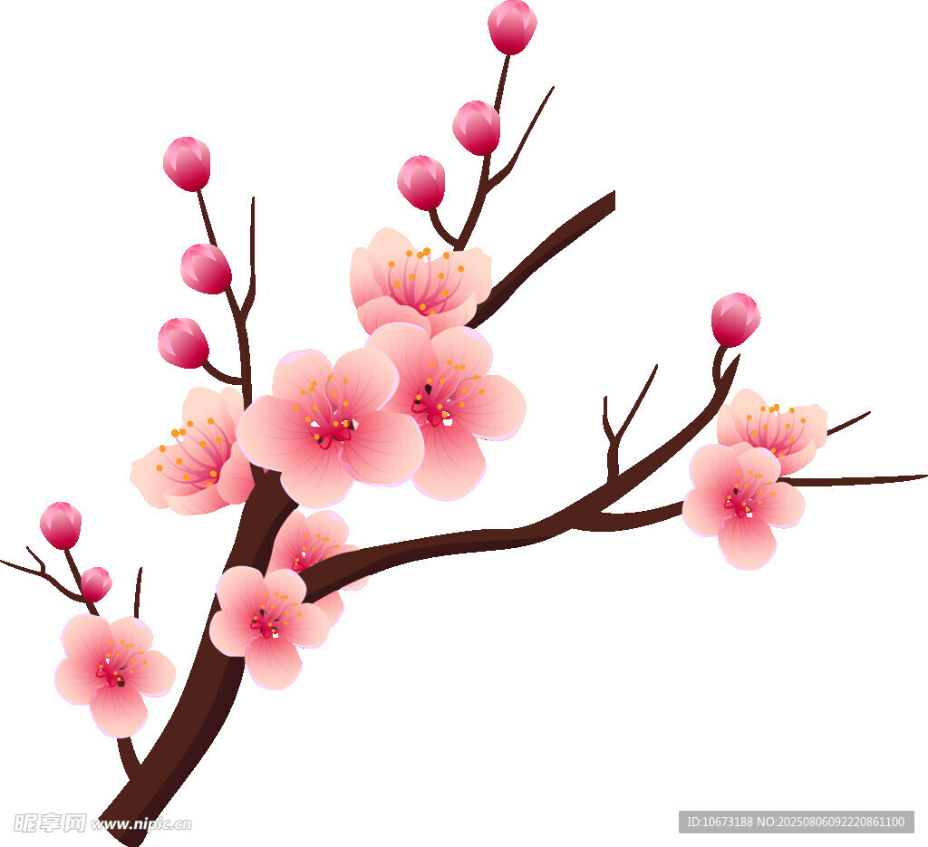 粉色綻放的美麗梅花枝