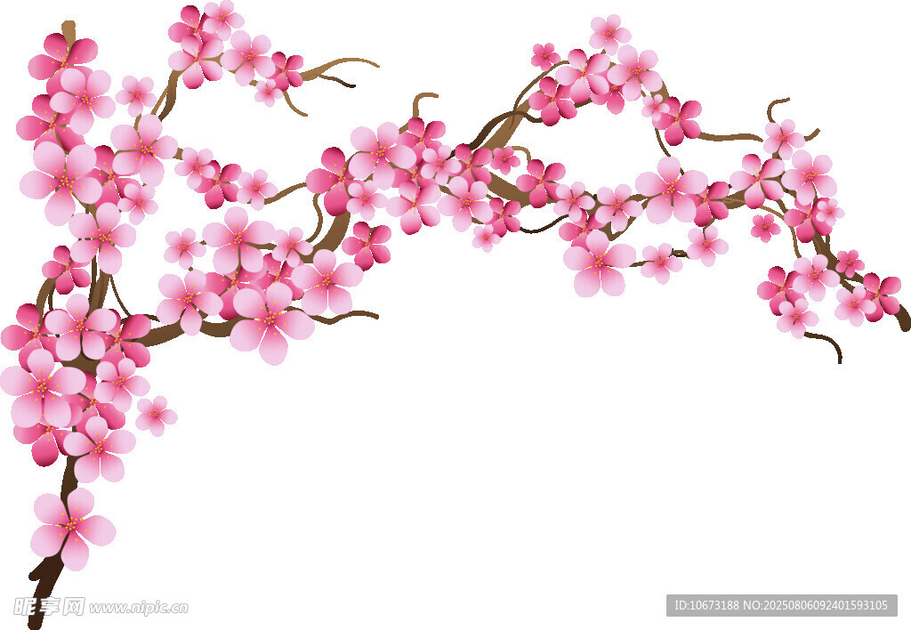 粉色爛漫櫻花枝