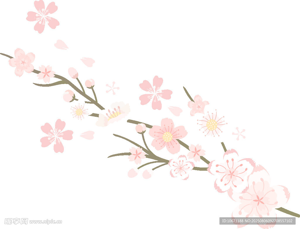 粉色櫻花枝條插畫