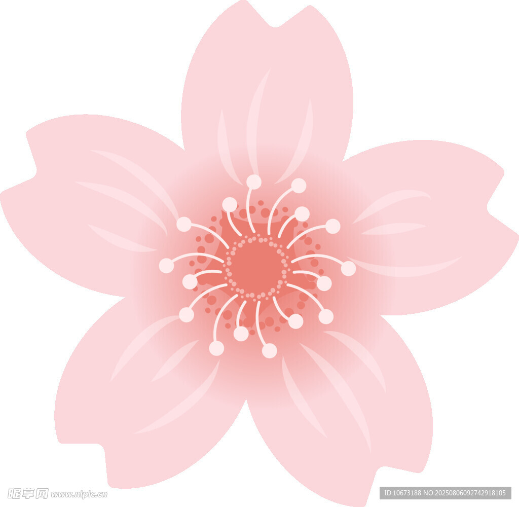 粉色櫻花花朵插畫