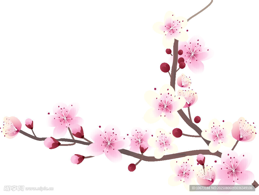 粉色綻放的美麗梅花枝
