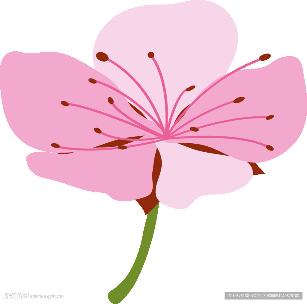 粉色單朵櫻花插畫(huà)